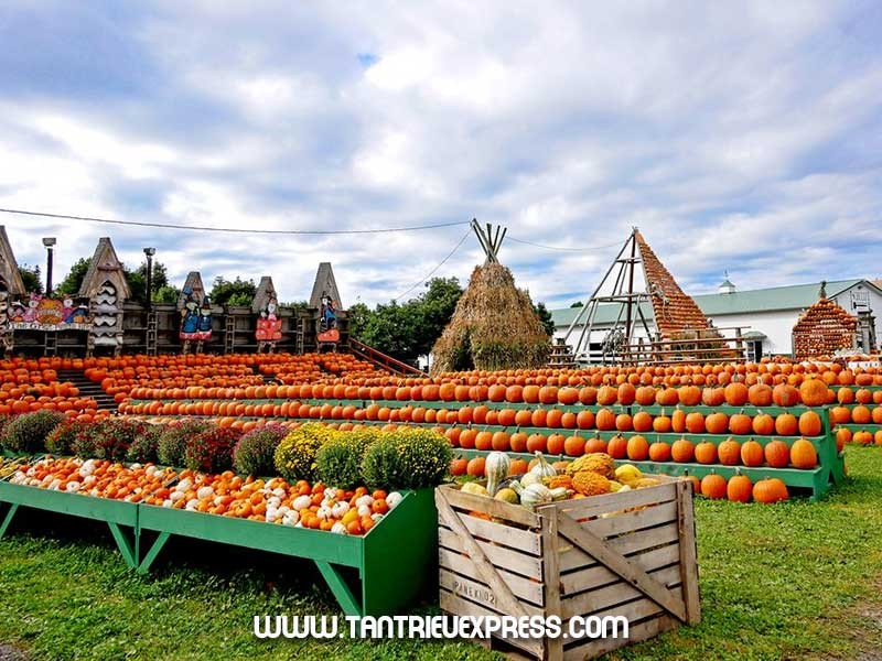 Top 10 vườn bí ngô đẹp mê hồn ở Mỹ nên đi thăm trong mùa thu 2024