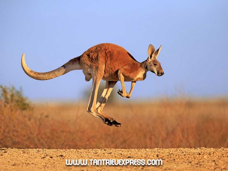 5 sản phẩm được làm từ Kangaroo ở Úc.