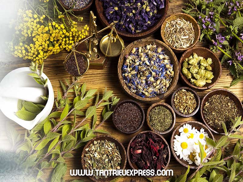 5 loại thuốc nam ưa chuộng được gửi hàng đi Mỹ